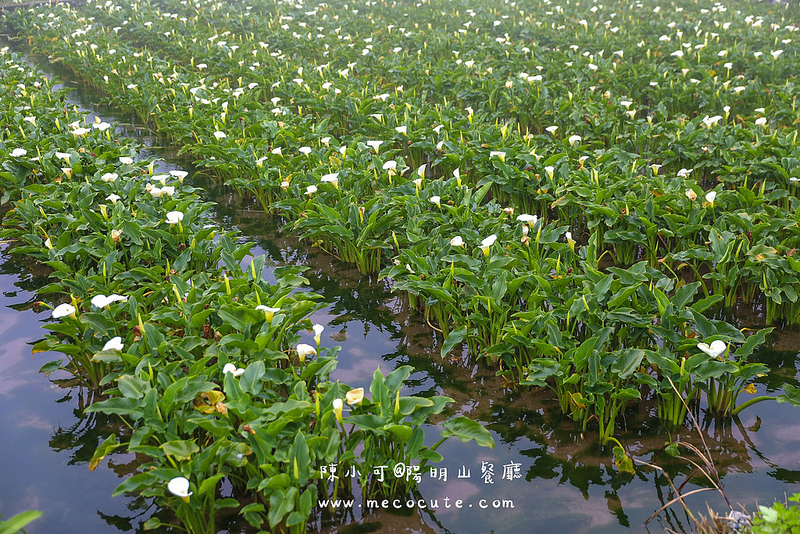 台北美食,名廚料理會館 竹子湖,陽明山土雞,陽明山美食,陽明山餐廳 @陳小可的吃喝玩樂