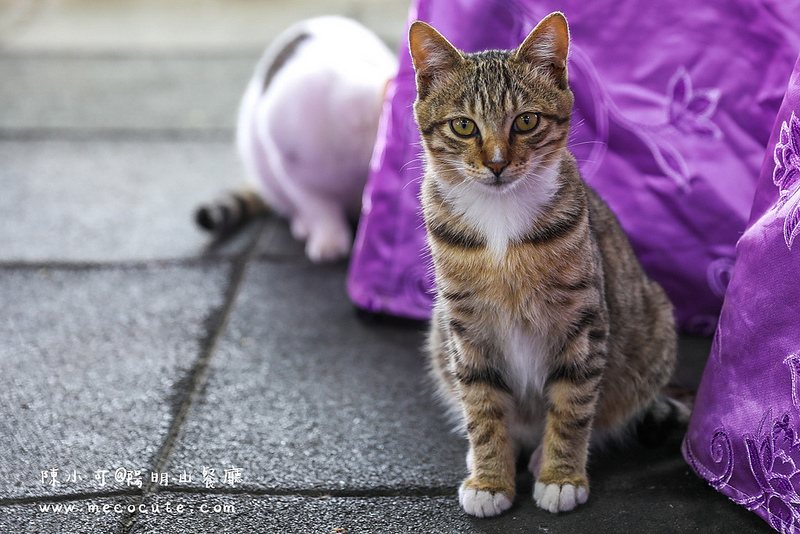 台北美食,名廚料理會館 竹子湖,陽明山土雞,陽明山美食,陽明山餐廳 @陳小可的吃喝玩樂