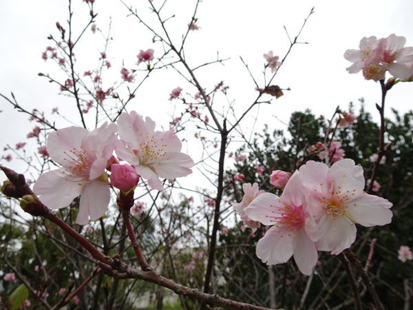 -米塔石頭火鍋市府店 (18).JPG