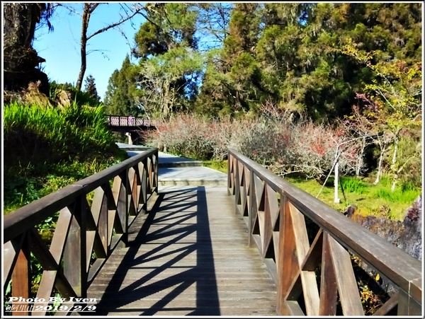 阿里山森林遊樂區：《嘉義阿里山景點》阿里山森林小火車/沼平站走森林步道賞景/充滿芬多精的森林/2019.02.09春節大年初五南遊『阿里山國家森林遊樂區』