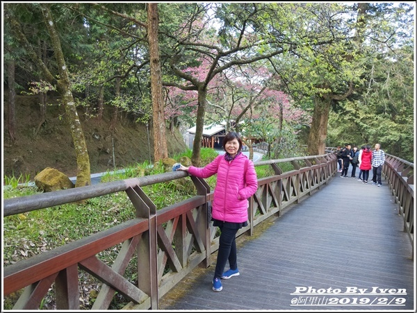 阿里山森林遊樂區：《嘉義阿里山景點》阿里山森林小火車/沼平站走森林步道賞景/充滿芬多精的森林/2019.02.09春節大年初五南遊『阿里山國家森林遊樂區』