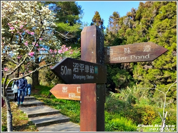 阿里山森林遊樂區：《嘉義阿里山景點》阿里山森林小火車/沼平站走森林步道賞景/充滿芬多精的森林/2019.02.09春節大年初五南遊『阿里山國家森林遊樂區』