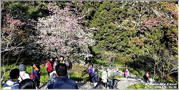 阿里山森林遊樂區：《嘉義阿里山景點》阿里山森林小火車/沼平站走森林步道賞景/充滿芬多精的森林/2019.02.09春節大年初五南遊『阿里山國家森林遊樂區』