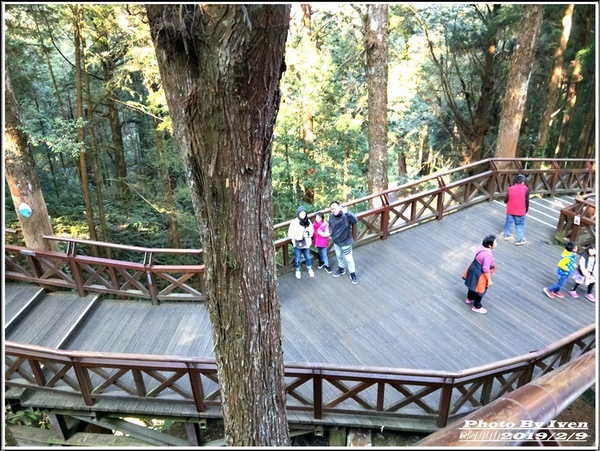 阿里山森林遊樂區：《嘉義阿里山景點》阿里山森林小火車/沼平站走森林步道賞景/充滿芬多精的森林/2019.02.09春節大年初五南遊『阿里山國家森林遊樂區』