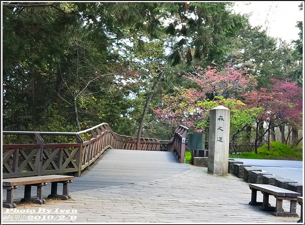 阿里山森林遊樂區：《嘉義阿里山景點》阿里山森林小火車/沼平站走森林步道賞景/充滿芬多精的森林/2019.02.09春節大年初五南遊『阿里山國家森林遊樂區』