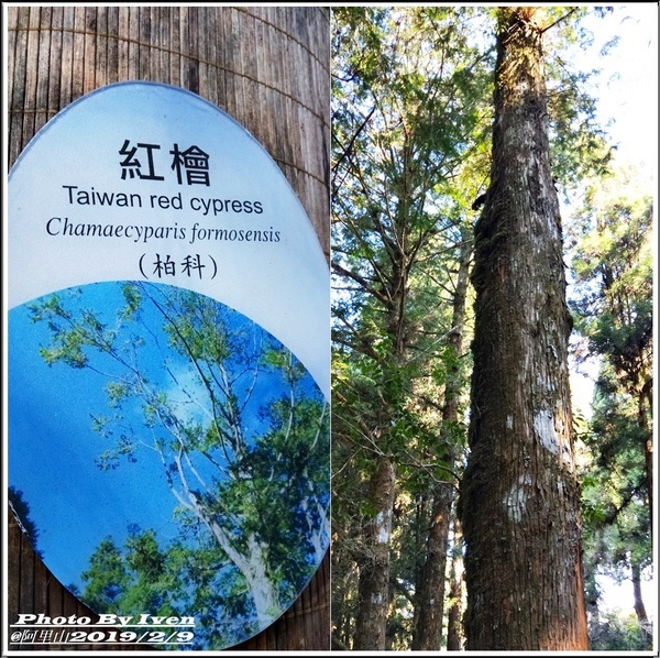 阿里山森林遊樂區：《嘉義阿里山景點》阿里山森林小火車/沼平站走森林步道賞景/充滿芬多精的森林/2019.02.09春節大年初五南遊『阿里山國家森林遊樂區』