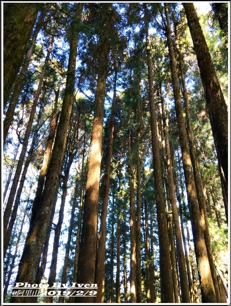 阿里山森林遊樂區：《嘉義阿里山景點》阿里山森林小火車/沼平站走森林步道賞景/充滿芬多精的森林/2019.02.09春節大年初五南遊『阿里山國家森林遊樂區』