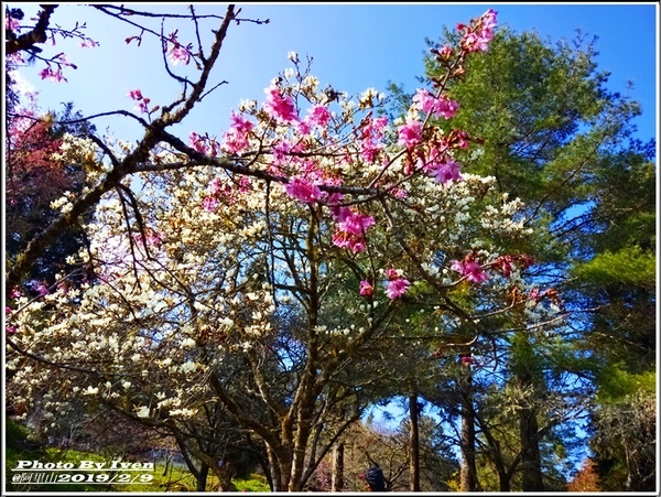 阿里山森林遊樂區：《嘉義阿里山景點》阿里山森林小火車/沼平站走森林步道賞景/充滿芬多精的森林/2019.02.09春節大年初五南遊『阿里山國家森林遊樂區』