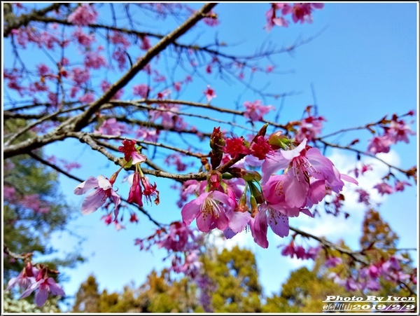 阿里山森林遊樂區：《嘉義阿里山景點》阿里山森林小火車/沼平站走森林步道賞景/充滿芬多精的森林/2019.02.09春節大年初五南遊『阿里山國家森林遊樂區』