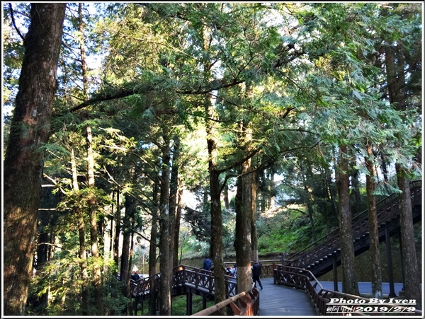 阿里山森林遊樂區：《嘉義阿里山景點》阿里山森林小火車/沼平站走森林步道賞景/充滿芬多精的森林/2019.02.09春節大年初五南遊『阿里山國家森林遊樂區』