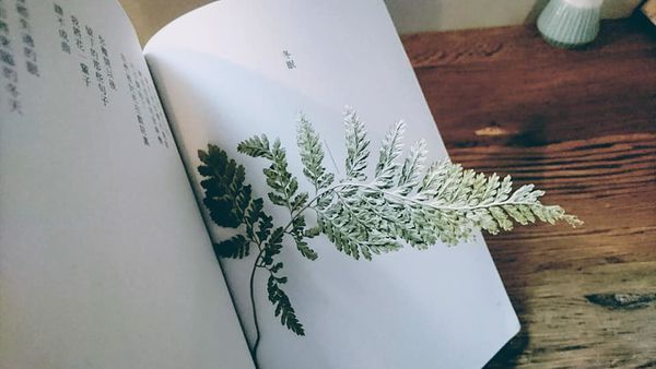 52293378_2295992913765718_2068146934798876672_n