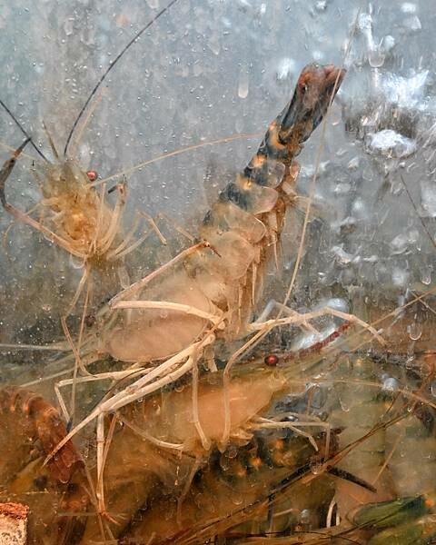 進吉泰國蝦海鮮碳烤吃到飽∥左營區美食∥海鮮控的天堂∥超狂泰國蝦海鮮吃到飽