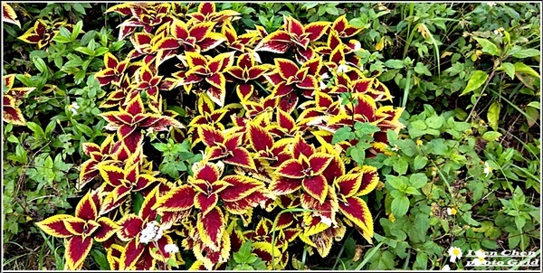 大漢溪山豬湖生態親水園區:《桃園大溪景點》2019.03.02假日與好友們趴趴走在桃園大溪水岸最新亮點-『大漢溪山豬湖生態親水園區』