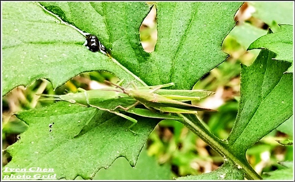 大漢溪山豬湖生態親水園區:《桃園大溪景點》2019.03.02假日與好友們趴趴走在桃園大溪水岸最新亮點-『大漢溪山豬湖生態親水園區』
