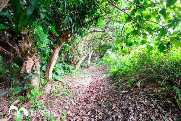 蟾蜍山觀景台:【宜蘭秘境】蟾蜍山觀景台|無敵海景壯觀夜景!用鳥的視角看龜山島與蘭陽平原