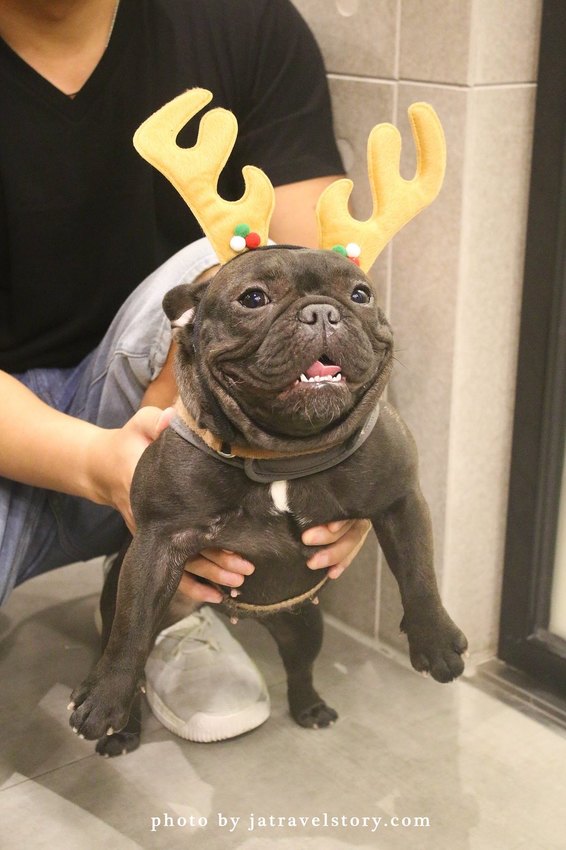 Free Form 自由式手作甜點 抹茶控必吃濃郁抹茶甜點! 寵物友善甜點餐廳推薦【捷運江子翠】板橋甜點/板橋美食 @J&A的旅行