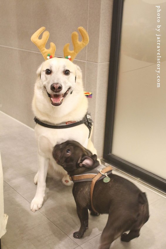 Free Form 自由式手作甜點 抹茶控必吃濃郁抹茶甜點! 寵物友善甜點餐廳推薦【捷運江子翠】板橋甜點/板橋美食 @J&A的旅行