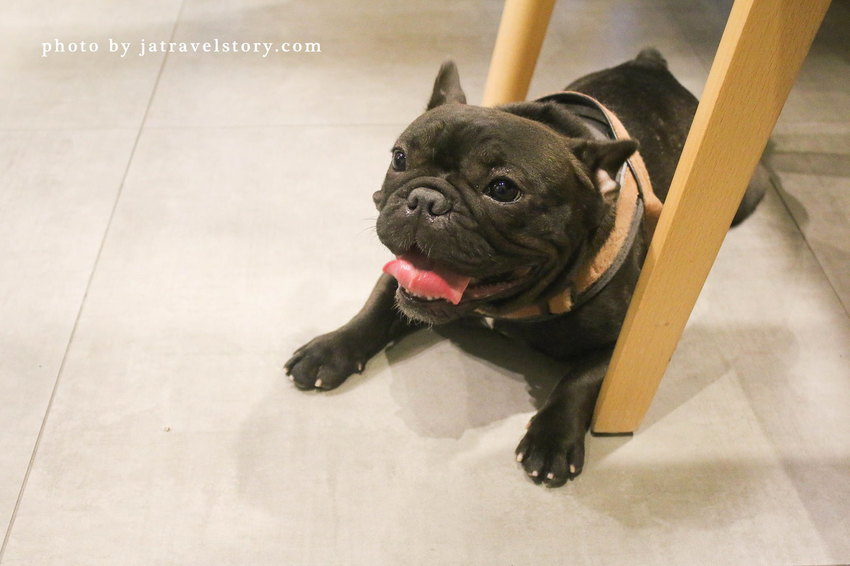 Free Form 自由式手作甜點 抹茶控必吃濃郁抹茶甜點! 寵物友善甜點餐廳推薦【捷運江子翠】板橋甜點/板橋美食 @J&A的旅行