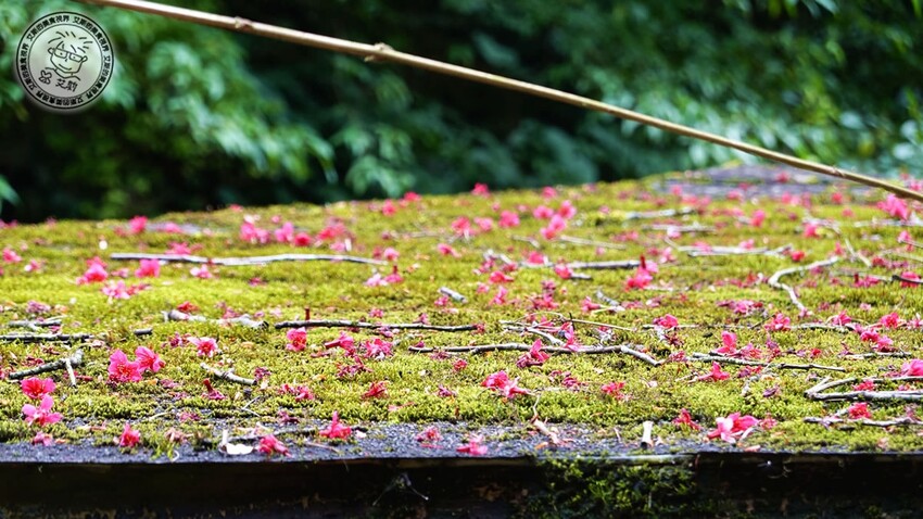 台北市士林區【 陽明山私廚 】探訪陽明山秘境美味私廚,除了美味餐點另外還可以在全台灣檜木湯屋內泡湯放鬆身心.絹絲谷