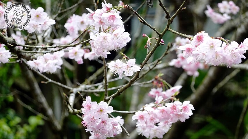 台北市士林區【 陽明山私廚 】探訪陽明山秘境美味私廚,除了美味餐點另外還可以在全台灣檜木湯屋內泡湯放鬆身心.絹絲谷