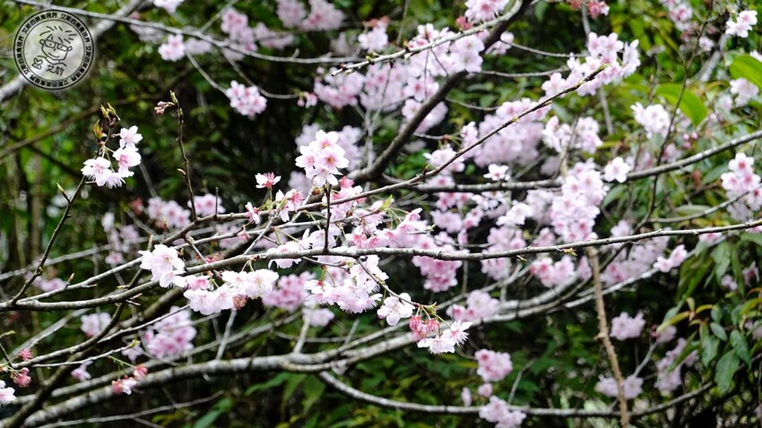 台北市士林區【 陽明山私廚 】探訪陽明山秘境美味私廚,除了美味餐點另外還可以在全台灣檜木湯屋內泡湯放鬆身心.絹絲谷