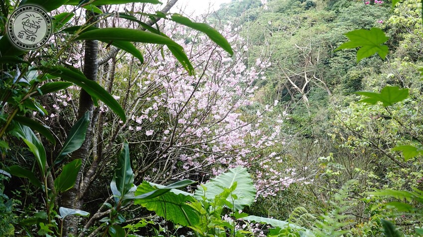 台北市士林區【 陽明山私廚 】探訪陽明山秘境美味私廚,除了美味餐點另外還可以在全台灣檜木湯屋內泡湯放鬆身心.絹絲谷