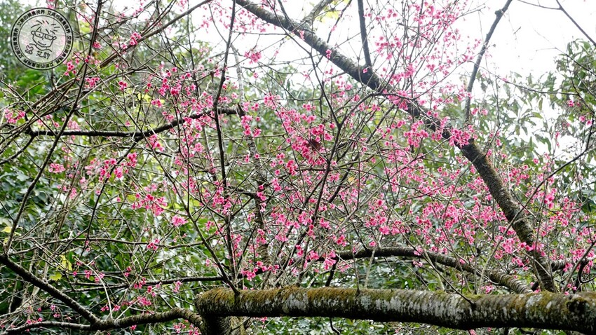 台北市士林區【 陽明山私廚 】探訪陽明山秘境美味私廚,除了美味餐點另外還可以在全台灣檜木湯屋內泡湯放鬆身心.絹絲谷