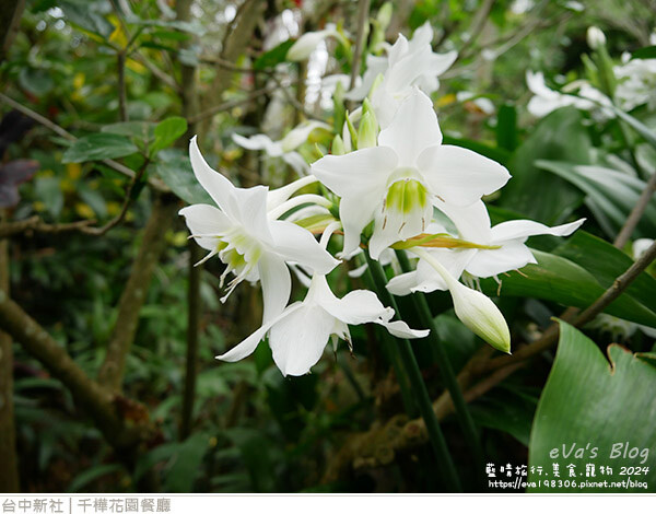 千樺花園餐廳-74.jpg 千樺花園餐廳-74.jpg