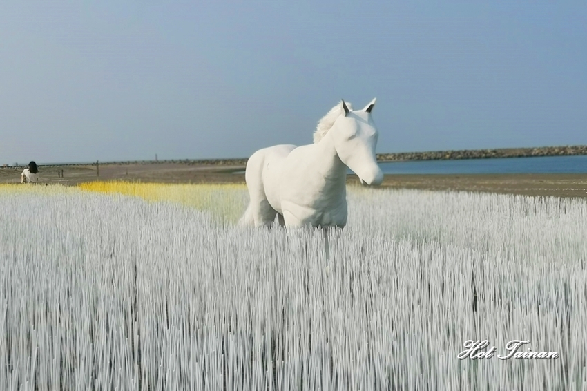 2019漁光島藝術節！網美們漁光島集合拍照了~ - 熱血玩台南。跳躍新世界