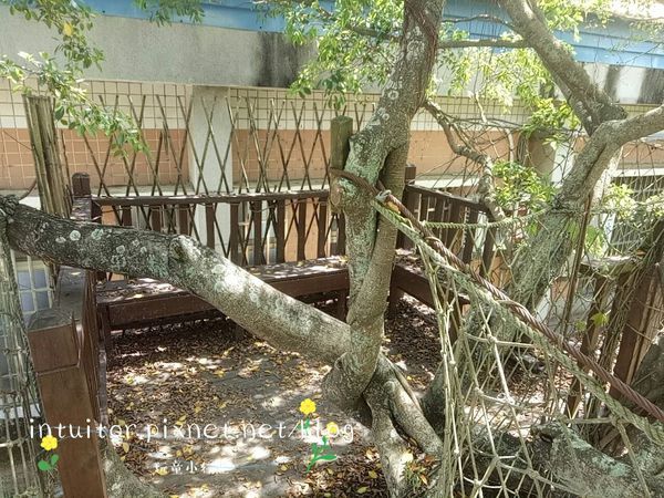 松林國小樹屋4.jpg