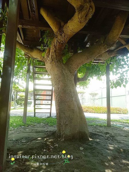 松林國小樹屋6.jpg