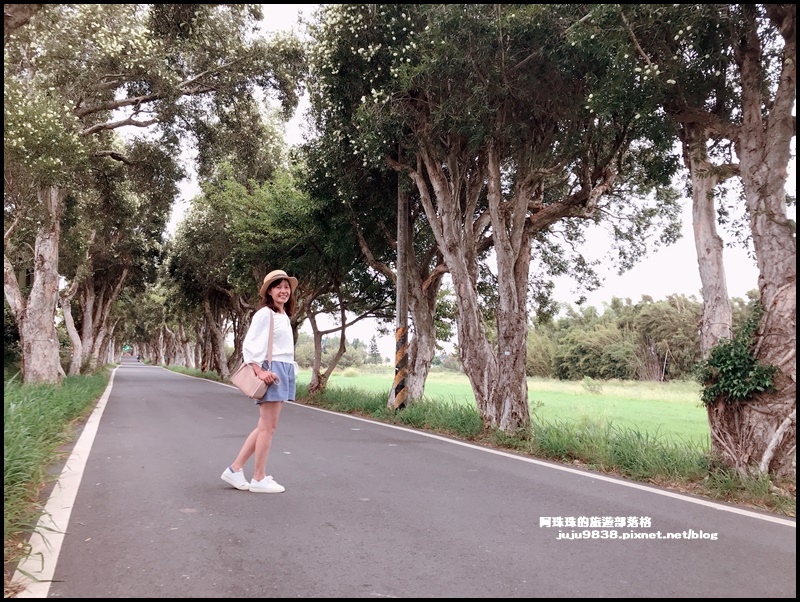 白千層步道26.JPG 白千層步道26.JPG