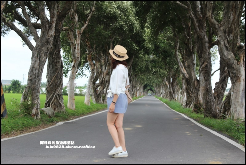 白千層步道21.JPG 白千層步道21.JPG