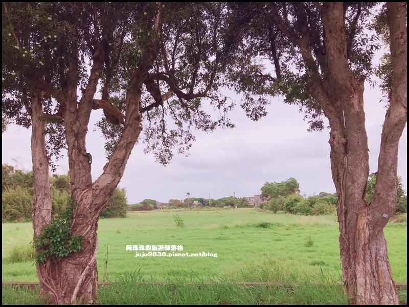 白千層步道25.JPG 白千層步道25.JPG