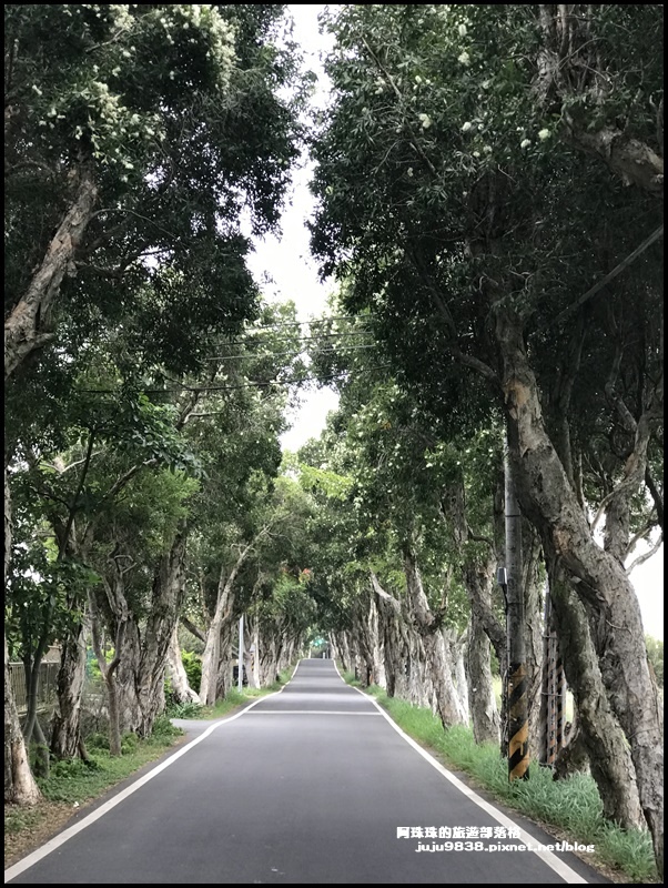 白千層步道27.JPG 白千層步道27.JPG