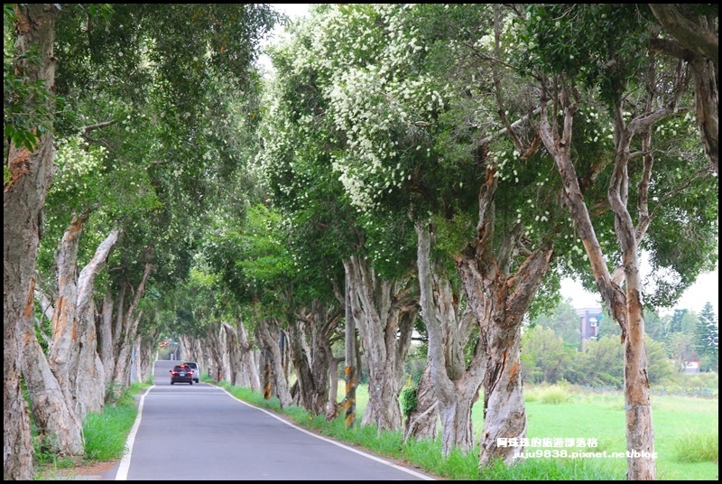 白千層步道7.JPG 白千層步道7.JPG