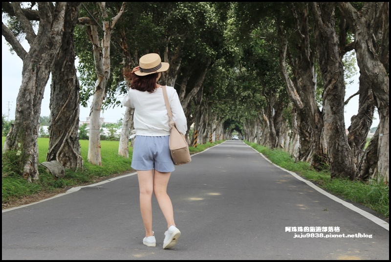 白千層步道18.JPG 白千層步道18.JPG