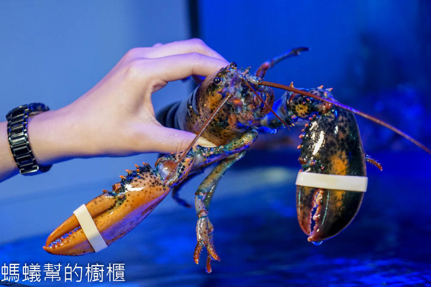 台中源鍋精緻鍋物 | 台中海鮮鍋物推薦，公益路美食，霸氣雙人海鮮船，特色麻油螃蟹鍋，回味無窮。 - 螞蟻幫的櫥櫃