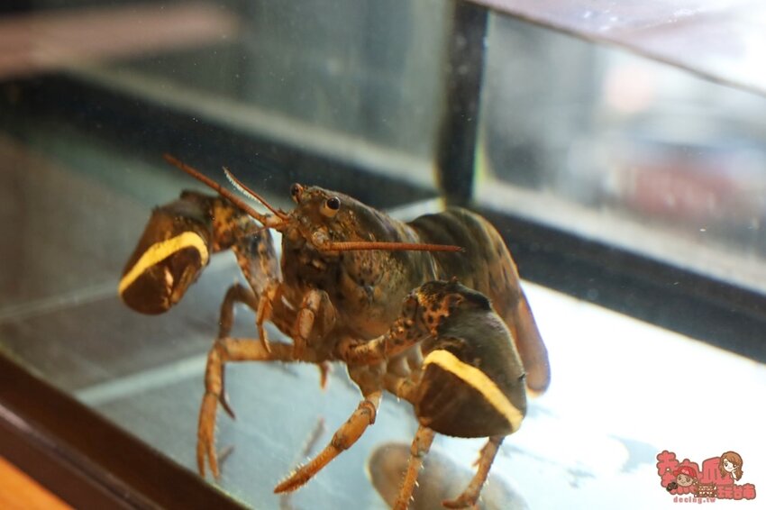 【台南火鍋】叢林系南洋風格型態的火鍋店!海鮮肉品滿到整個快溢出來。母親節、父親節聚餐推薦:花花世界鍋物WHATSWORLDresort-台南東區總店-火鍋界中的唯一奇葩 - 熱血玩台南。跳躍新世界