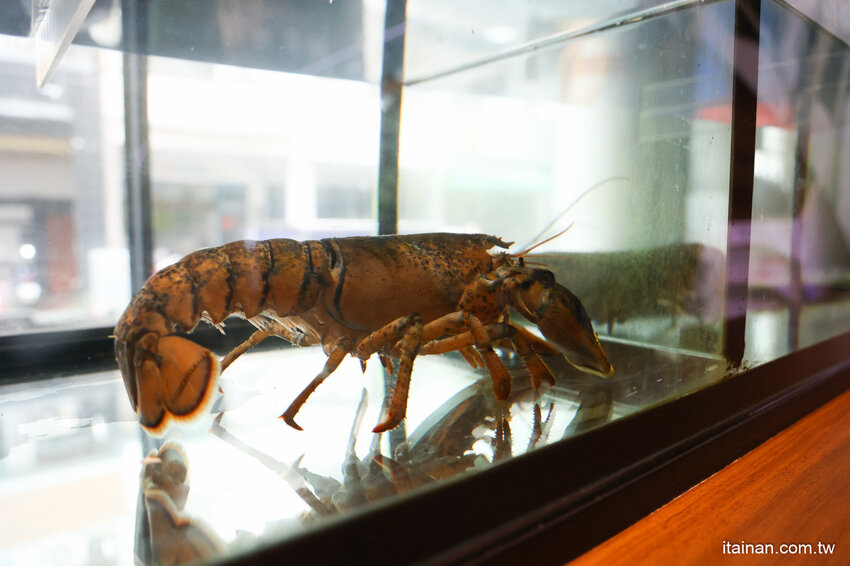 現撈活體波士頓龍蝦華麗上桌，打卡再送超巨帆立貝!台南最美麗的火鍋店「花花世界鍋物」台南聚餐推薦 @台南好Food遊