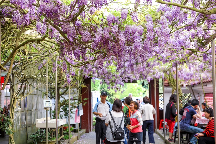 台北,台北紫藤花,台北美食,台北餐廳,紫藤花,陽明山,陽明山土雞,陽明山紫藤花,陽明山美食,陽明山餐廳,頂湖小鎮2020,頂湖小鎮紫藤花,頂湖小鎮菜單,頂湖小鎮餐廳 @陳小可的吃喝玩樂