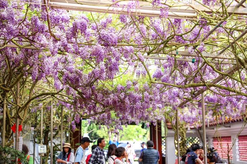台北,台北紫藤花,台北美食,台北餐廳,紫藤花,陽明山,陽明山土雞,陽明山紫藤花,陽明山美食,陽明山餐廳,頂湖小鎮2020,頂湖小鎮紫藤花,頂湖小鎮菜單,頂湖小鎮餐廳 @陳小可的吃喝玩樂