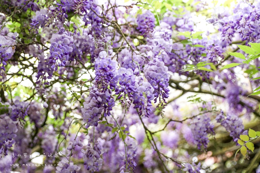 台北,台北紫藤花,台北美食,台北餐廳,紫藤花,陽明山,陽明山土雞,陽明山紫藤花,陽明山美食,陽明山餐廳,頂湖小鎮2020,頂湖小鎮紫藤花,頂湖小鎮菜單,頂湖小鎮餐廳 @陳小可的吃喝玩樂
