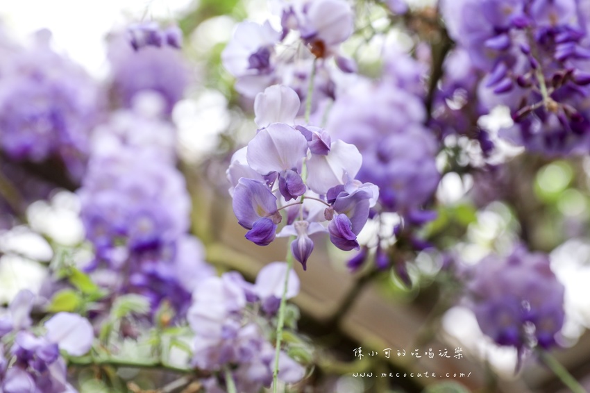 台北,台北紫藤花,台北美食,台北餐廳,紫藤花,陽明山,陽明山土雞,陽明山紫藤花,陽明山美食,陽明山餐廳,頂湖小鎮2020,頂湖小鎮紫藤花,頂湖小鎮菜單,頂湖小鎮餐廳 @陳小可的吃喝玩樂
