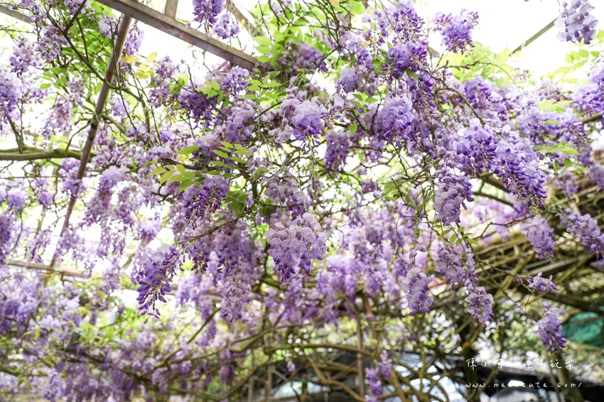 台北,台北紫藤花,台北美食,台北餐廳,紫藤花,陽明山,陽明山土雞,陽明山紫藤花,陽明山美食,陽明山餐廳,頂湖小鎮2020,頂湖小鎮紫藤花,頂湖小鎮菜單,頂湖小鎮餐廳 @陳小可的吃喝玩樂