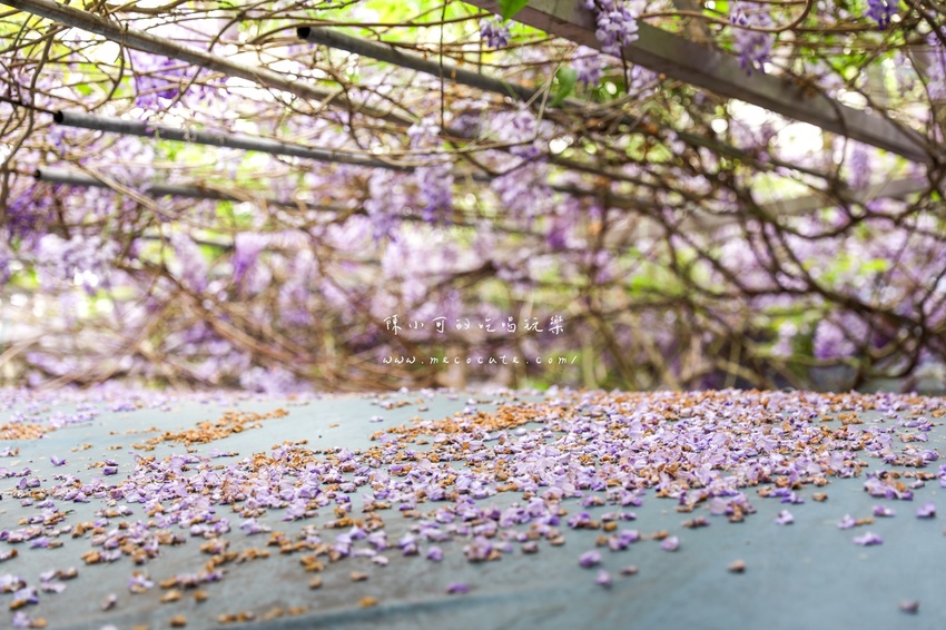 台北,台北紫藤花,台北美食,台北餐廳,紫藤花,陽明山,陽明山土雞,陽明山紫藤花,陽明山美食,陽明山餐廳,頂湖小鎮2020,頂湖小鎮紫藤花,頂湖小鎮菜單,頂湖小鎮餐廳 @陳小可的吃喝玩樂