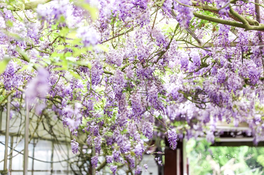 台北,台北紫藤花,台北美食,台北餐廳,紫藤花,陽明山,陽明山土雞,陽明山紫藤花,陽明山美食,陽明山餐廳,頂湖小鎮2020,頂湖小鎮紫藤花,頂湖小鎮菜單,頂湖小鎮餐廳 @陳小可的吃喝玩樂