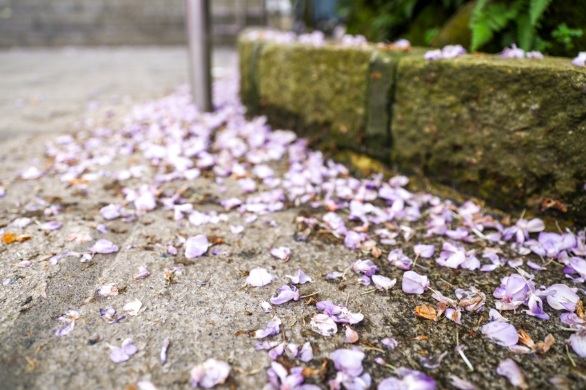 台北,台北紫藤花,台北美食,台北餐廳,紫藤花,陽明山,陽明山土雞,陽明山紫藤花,陽明山美食,陽明山餐廳,頂湖小鎮2020,頂湖小鎮紫藤花,頂湖小鎮菜單,頂湖小鎮餐廳 @陳小可的吃喝玩樂