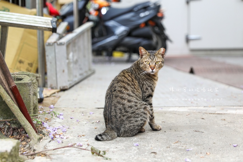 台北,台北紫藤花,台北美食,台北餐廳,紫藤花,陽明山,陽明山土雞,陽明山紫藤花,陽明山美食,陽明山餐廳,頂湖小鎮2020,頂湖小鎮紫藤花,頂湖小鎮菜單,頂湖小鎮餐廳 @陳小可的吃喝玩樂