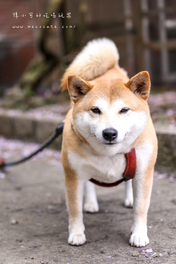 台北,台北紫藤花,台北美食,台北餐廳,紫藤花,陽明山,陽明山土雞,陽明山紫藤花,陽明山美食,陽明山餐廳,頂湖小鎮2020,頂湖小鎮紫藤花,頂湖小鎮菜單,頂湖小鎮餐廳 @陳小可的吃喝玩樂